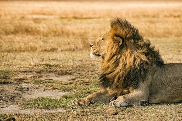 Lev v serengeti