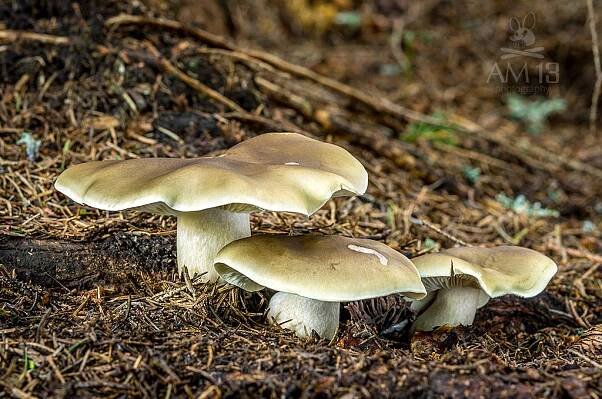 Čirůvka mýdlová (Tricholoma saponaceum). Zdroj: Getty images
