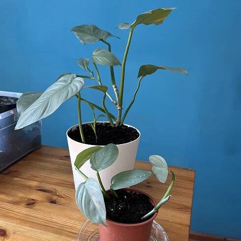 Philodendron Birkin - péče a množení doma
