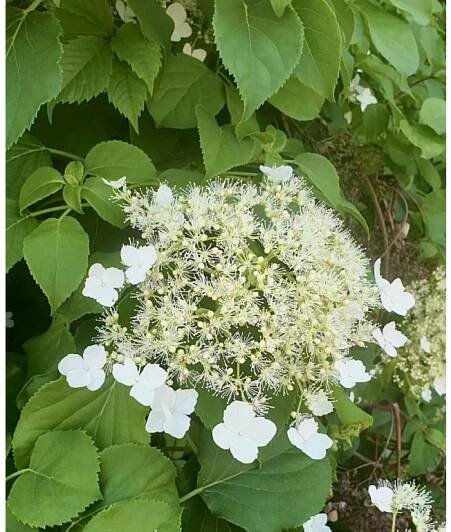 hortenzie řapíkatá lat.Hydrangea anomale subsp. petiolaris syn.pnoucí hortenzie - Ráj flory