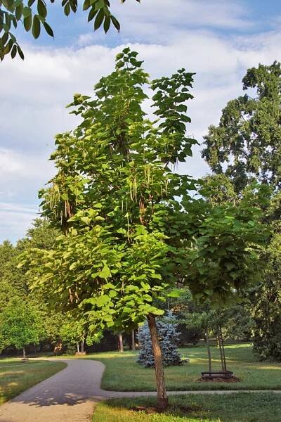 habitus za vegetace