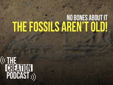Can Fossils Last Millions of Years?