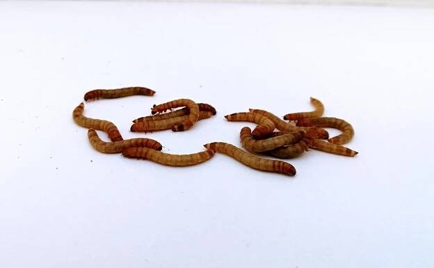 Jak na chov potemníka moučného (moučný červ) ke krmení | rady a tipy | hobbys.cz