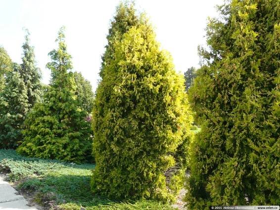 Thuja occidentalis Malonyana Aurea zerav západní