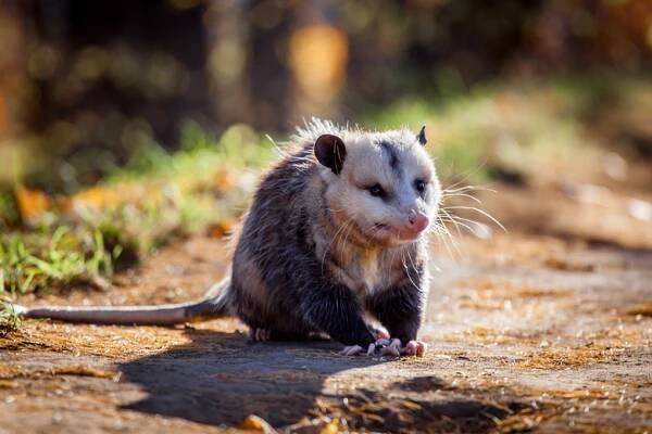 Opossum jako domácí zvíře: je to příliš exotické? | Chad Wilken's