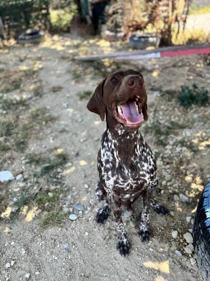Boogie - Daisy Family Rescue e.V. | Tierschutzhund adoptieren