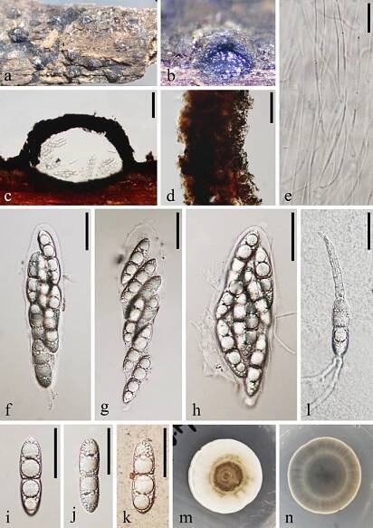 figure 28