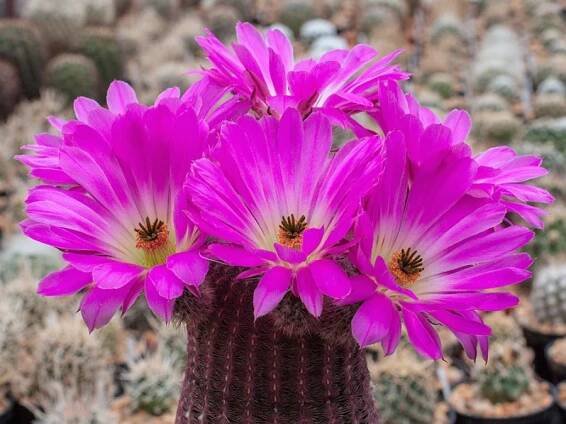 Echinocereus rigidissimus ssp. rubispinus Lau 088