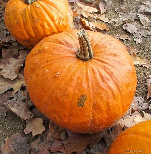 Atlas - fotogalerie: jack lantern; 1