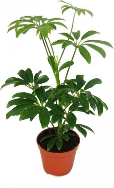Aralia zářivá - Schefflera - květináč 9cm - pokojová rostlina - výška cca 25cm