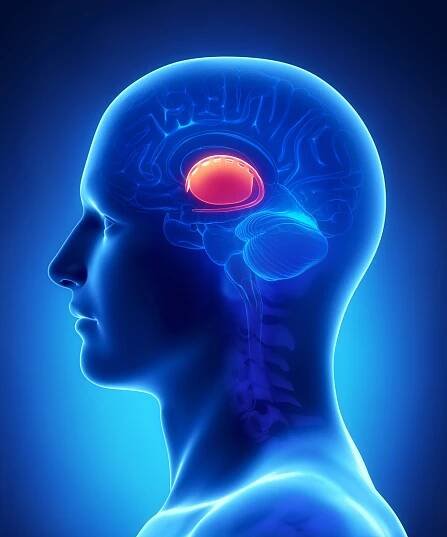 Anatomie bazálních ganglií mozku - průřez — Stock obrázek