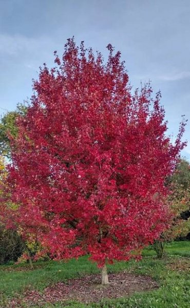 Acer rubrum 'Brandywine'