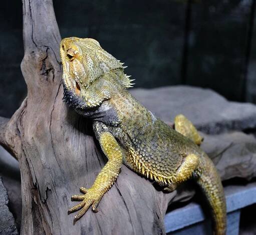 Biopark Gymnázia Teplice zve na návštěvu