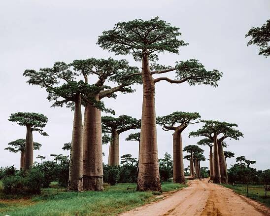 (6.) Foto zur Rundreise: Rundreise "Madagaskar: Menschen und Lemuren"