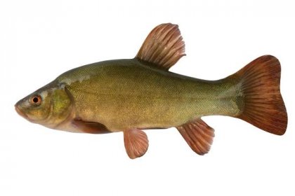Lín. ryba zblízka. izolované na bílém pozadí. — Stock obrázek