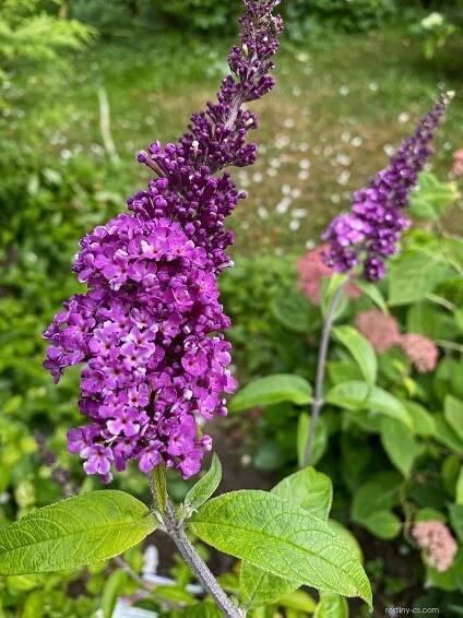 Komule Davidova Berries and Cream (Buddleja davidii)