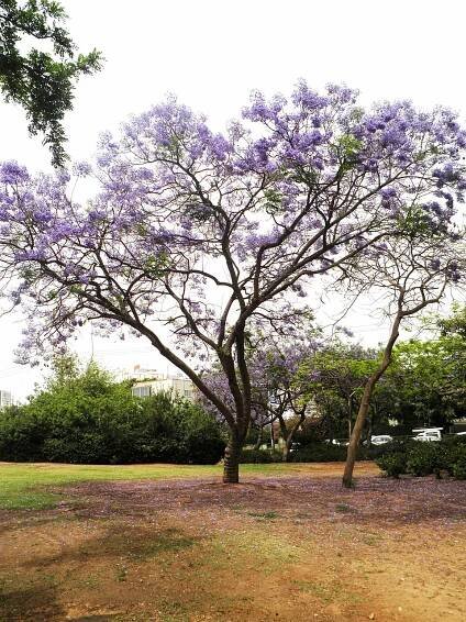 Soubor:Jacaranda mimosifolia ap 001.JPG – Wikipedie