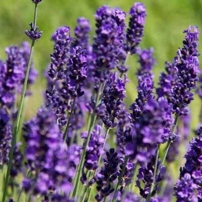 Levandule úzkolistá HIDCOTE nízká odrůda velmi VOŇAVÁ SAZENICE odolná