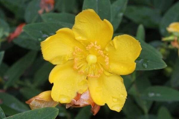 Detalle de la flor de Hypericum calycinum