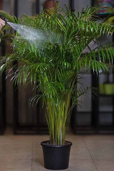 A close up vertical image of a hand from the left of the frame misting the leaves of a houseplant.