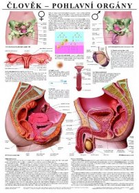 Pohlavní orgány - anatomický plakát