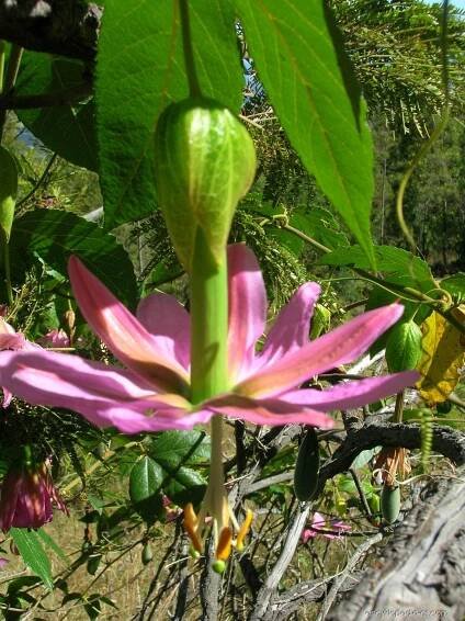 Mučenka (Passiflora tarminiana)