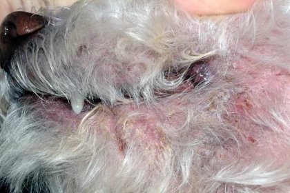 Veterinary Allergy and Dermatology