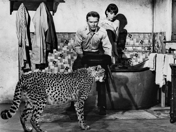 Hatari! - Z filmu - Red Buttons, Elsa Martinelli