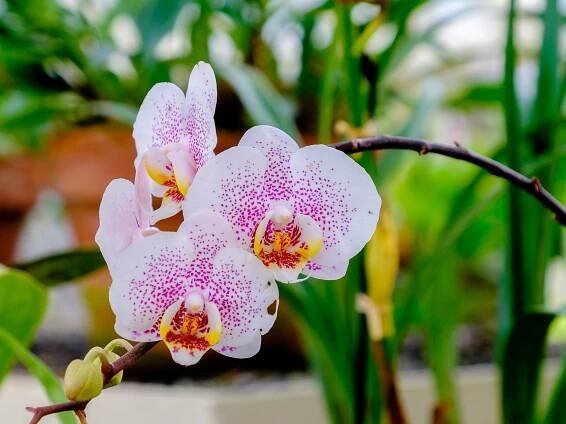 Why do orchid leaves turn yellow? These are the 3 most common reasons