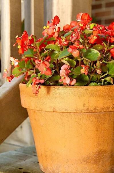 Wax Begonia