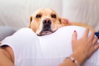 Jaké jsou výhody toho, když máte během těhotenství u sebe psa? Vědci v tom mají jasno