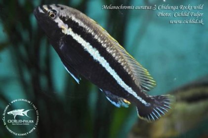Melanochromis-auratus-Chidunga-Rocks-(8)