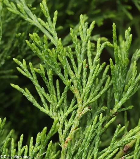 Juniperus sabina – jalovec chvojka • Pladias: Databáze české flóry a vegetace