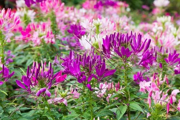 purple cleome plants with dark pink and light pink cleome plants in background