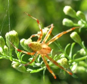Lexington Alive - Spiders in Families Agelenidae through Mysmenidae
