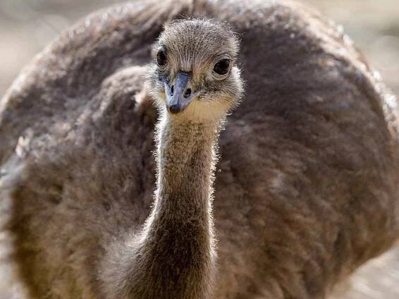 ZOO LIBEREC dovezla dva samce nandu Darwinova.