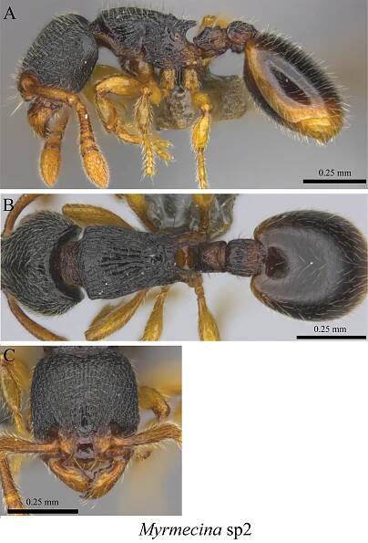 Ants of the Hengduan Mountains: a new altitudinal survey and updated checklist for Yunnan Province highlight an understudied insect biodiversity hotspot