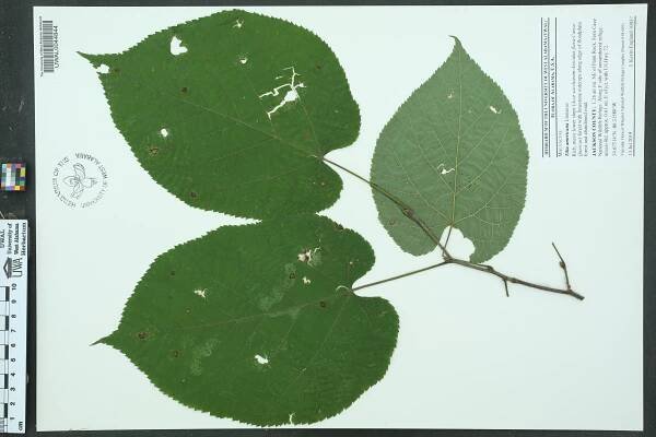 Tilia americana - Species Page - APA: Alabama Plant Atlas 