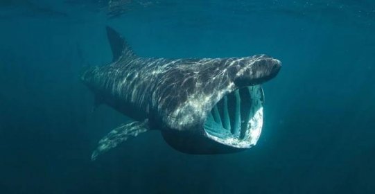 Basking shark swimming with its mouth wide open