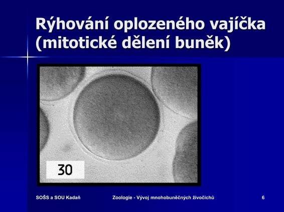 PPT - ZOOLOGIE VÝVOJ NOHOBUNĚČNÝCH ŽIVOČICHŮ PowerPoint Presentation - ID:5313016