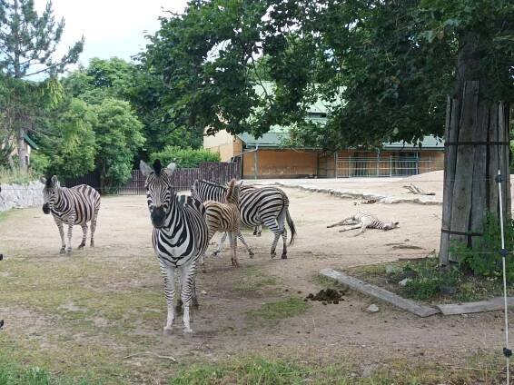 ZOO Liberec – Základní škola Čelákovice, Kostelní 457, příspěvková organizace