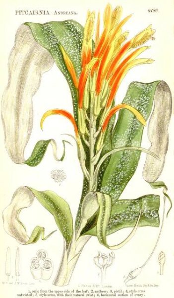 Angiosperm families - Bromeliaceae Juss. 