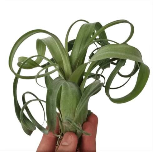 tillandsia curly slim vzdušné rostliny air plants