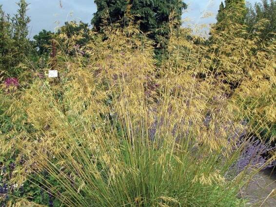 stipa 1