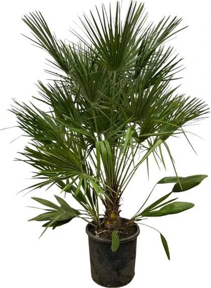 Trendyplants - Chamaerops Humilis - Výška 150-170 cm - Evropská zakrslá palma - Odolná - Zahradní rostlina - Velikost květináče Ø28cm