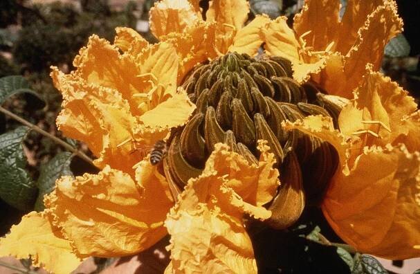 Spathodea campanulata from Africa.JPG
