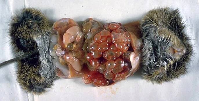 Soubor:Cotton rat infected with Echinococcus multilocularis 3MG0020 lores.jpg