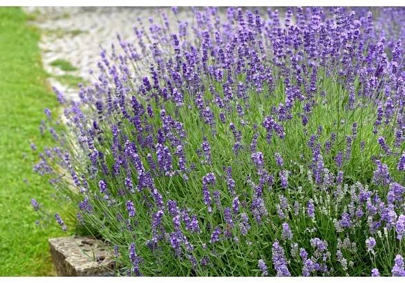 Levandule úzkolistá (Lavandula angustifolia) - Motyčkov.cz