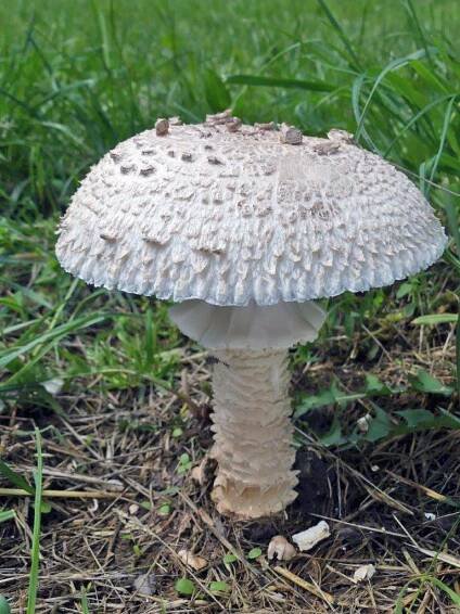 muchomůrka Vittadiniho – Amanita vittadini, Praha - foto: Petr Mikuš