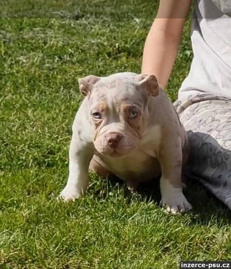 American Bully s PP ABKC